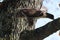 common buzzard & x28;Buteo buteo& x29; with prey mouse germany