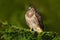 Common Buzzard, Buteo buteo, sitting on coniferous spruce tree branch. Bird hidden in the tree in dark forest. Wildlife scene from