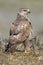 Common buzzard Buteo buteo vertical shot of an individual perched on the meadow.