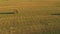 Common Buzzard Or Buteo Buteo Wild Bird Flies Sitting On Hay Straw Roll In Field. Wild Bird Flies Over Rural Landscape
