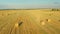 Common Buzzard Or Buteo Buteo Wild Bird Flying Above Hay Straw Rolls In Field. Wild Bird Flies Over Rural Landscape