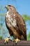 Common Buzzard Captured