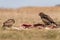 Common buzzard eating on a meadow