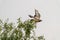 A common buzzard, flies up from a treetop. The bird flies to the right, copy space