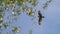 Common Buzzard flight. Buteo buteo.