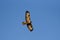 Common buzzard fly in the sky