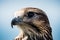 Common Buzzard Head Close-Up