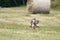 Common Buzzard hunting in a dry field, Jura, France