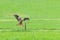 Common buzzard landing on wooden pole
