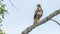 Common buzzard perching on a big bare tree branch against blue sky on a sunny day