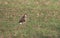 Common Buzzard perching in a grass field on a sunny day.