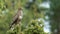 Common buzzard perching on the top of an evergreen tree in the woods with blur background