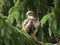 Common buzzard in pinetree