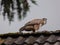 Common Buzzard on Rooftop - Buteo buteo