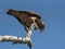 Common buzzard sitting on a branch Panama