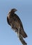 Common buzzard sitting on a branch Panama