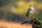 Common buzzard sitting on branch in summer with copy space.