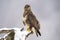 Common buzzard sitting on snowy trunk in winter nature