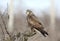 Common buzzard sitting on a vine