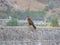 Common buzzard standing on a rock barrier