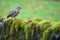 common buzzard on a stone wall, mossy texture