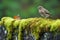 common buzzard on a stone wall, mossy texture