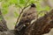 Common Buzzard in the Tree