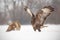 Common buzzards, buteo buteo, fighting in winter.