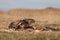 Common buzzards eating meat