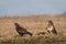 Common buzzards  on a meadow