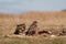 Common buzzards  on a meadow