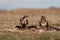 Common buzzards  on a meadow