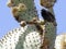 Common cactus finch, Geospiza scandens, eating cactus flower on Santa Cruz Island in Galapagos National Park, Equador