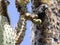 Common cactus finch, Geospiza scandens, eating cactus flower on Santa Cruz Island in Galapagos National Park, Equador