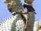 Common cactus finch, Geospiza scandens, eating cactus flower on Santa Cruz Island in Galapagos National Park, Equador