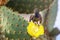 Common cactus finch sitting on a cactus flower, Santa Cruz Island in Galapagos National Park, Ecuador