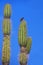 Common cactus finch sitting on a cactus on Santa Cruz Island in