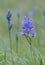 Common Camas Camassia quamash