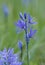 Common Camas Camassia quamash Cowichan Garry Oak Preserve, Cowichan Valley, Vancouver Island