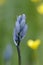 Common Camas Camassia quamash, Cowichan Garry Oak Preserve, Cowichan Valley, Vancouver Island, British Columbia