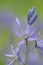 Common Camas Camassia quamash, Cowichan Valley, Vancouver Island, British Columbia