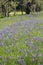 Common Camas Camassia quamash, Cowichan Valley, Vancouver Island, British Columbia