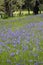 Common Camas Camassia quamash, Cowichan Valley, Vancouver Island, British Columbia