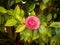 common camelia flower (Camellia japonica) with blurred background