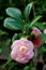 Common Camellia, Camellia japonica