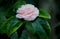 Common Camellia, Camellia japonica