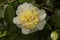 Common camellia, Japanese camellia. Camellia japonica `Brushfield`s yellow`.