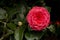 The Common camellia, Japanese camellia. Camellia japonica Henry Price.