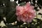 Common camellia, Japanese camellia. Camellia japonica `Pelagii`.