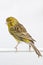 Common canary